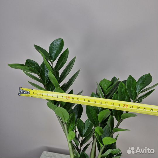 Замиокулькас