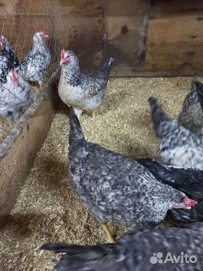 Яйцо Инкубационное борковская барвистая