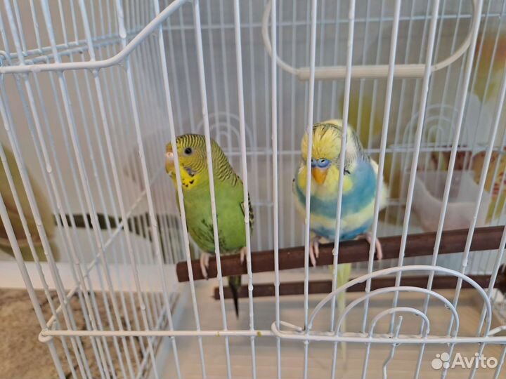 Волнистый попугай с клеткой