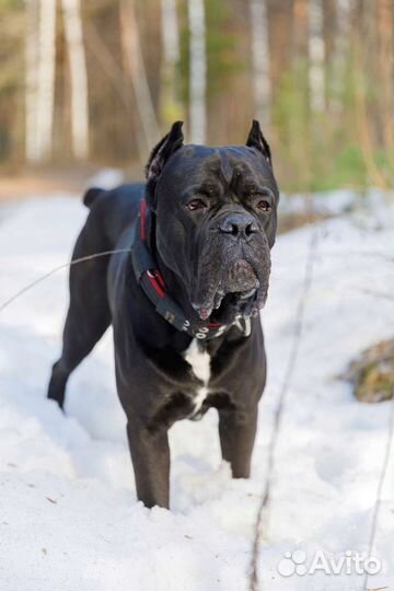 Кане Корсо вязка