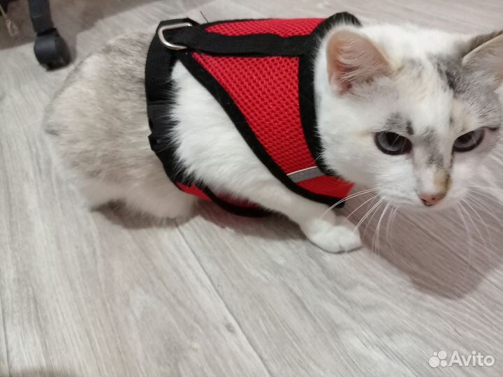 Шлейка для собак и кошек