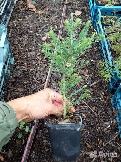 Секвойя, Секвойядендрон, Метасеквойя