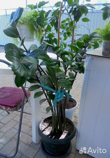 Предлагаю замиокулькас