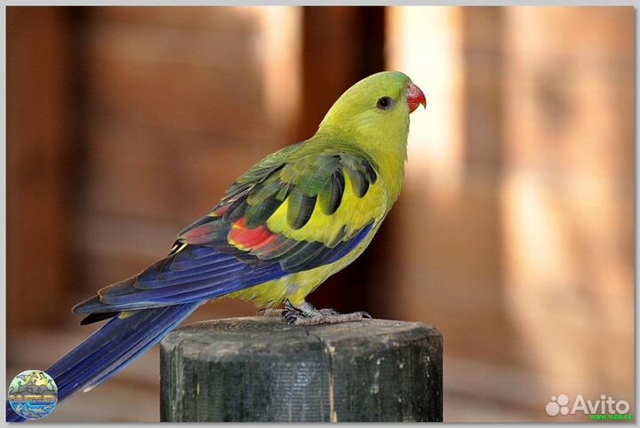 Роскошный или Горный попугай