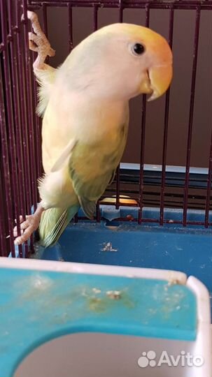 Неразлучники