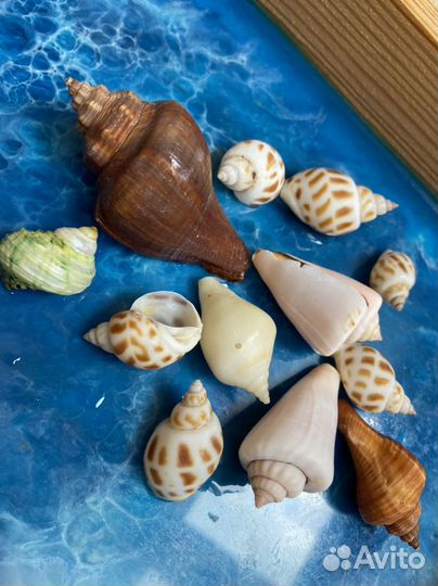 Ракушки в аквариум