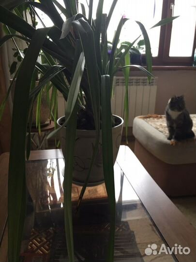 Продам орхидею