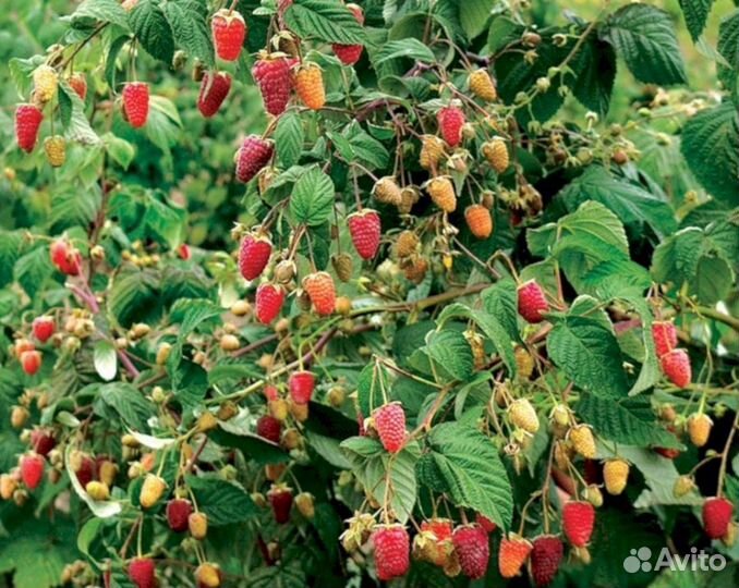 Саженцы малины Сказка