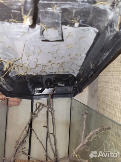 Палочник анамский (нимфа 1-2 месяца)