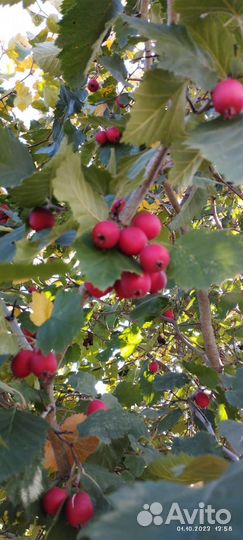 Боярышник ягоды