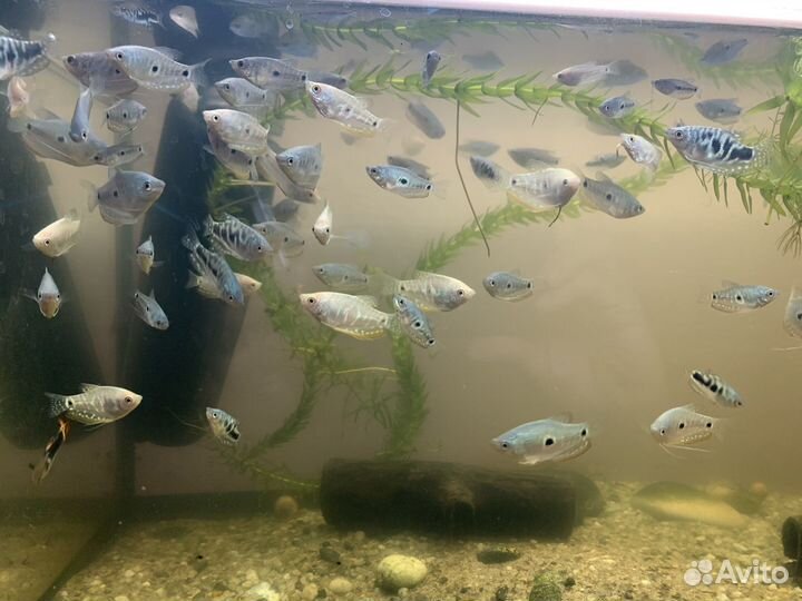 Аквариум,рыбки,растения,декорации