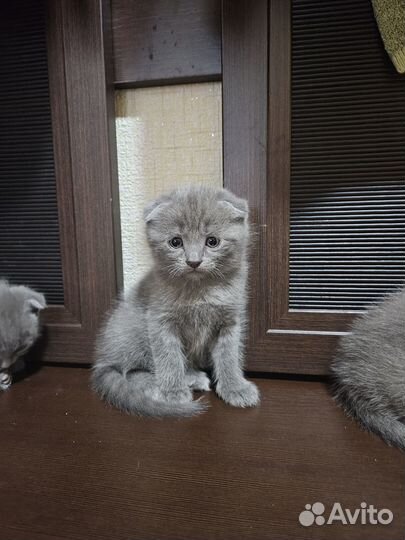 Британские вислоухие котята