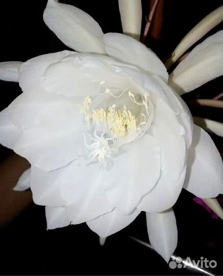 Эпифиллум Оксипеталум