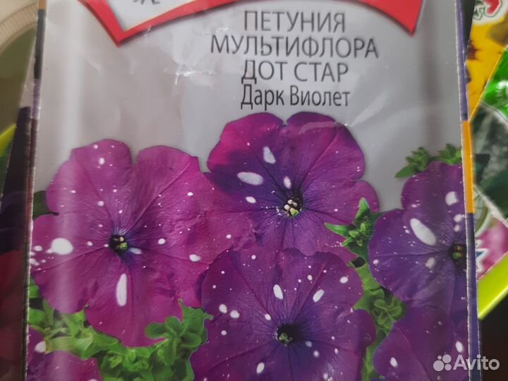 Рассада: петуния мультифлора дот стар дарк виолет