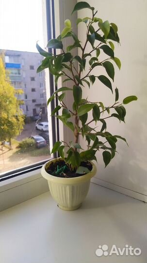 Комнатные цветы