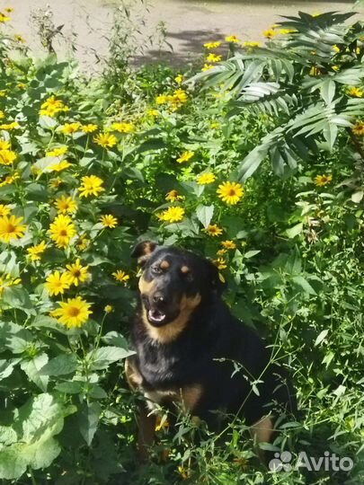 Собака в добрые руки бесплатно