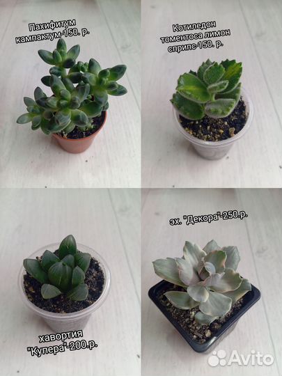 Суккуленты