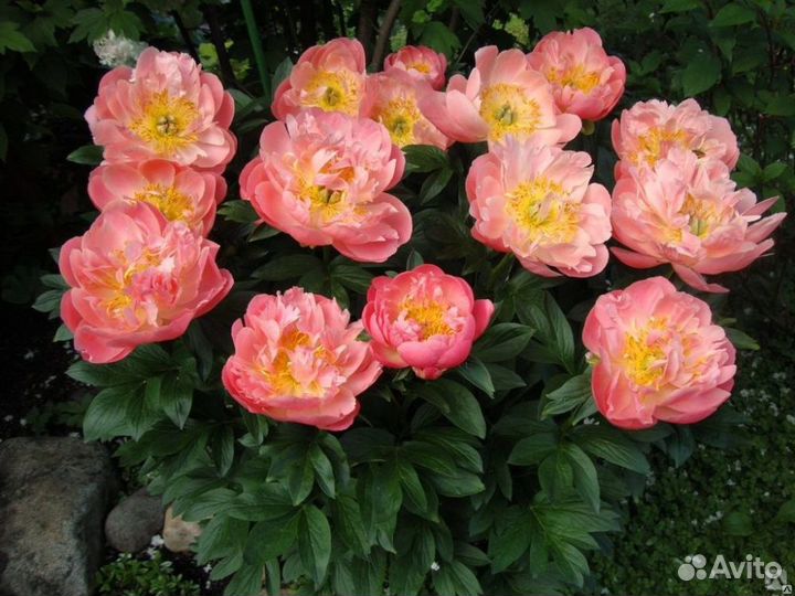 Пионы саженцы