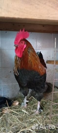Молодые петухи Ногинск