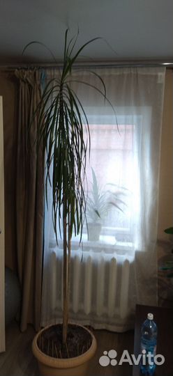 Пальма драцена