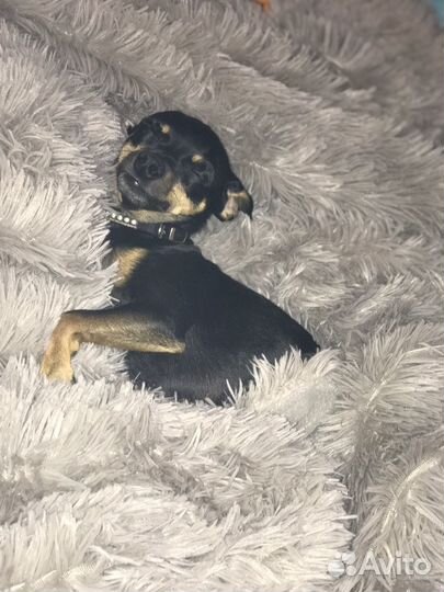 Той-терьер вязка