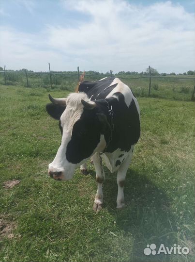 Корова высокоудойная