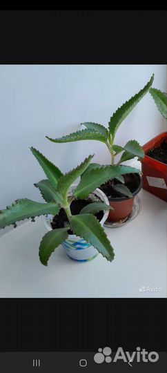 Каланхоэ лечебное