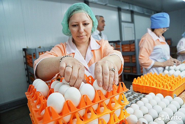Вахту на птицефабрику без опыта работы Пермь