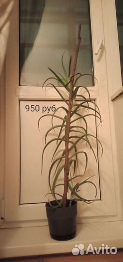 Лечебные цветы