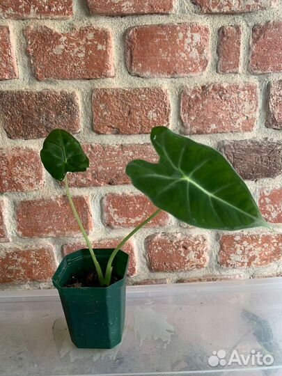 Алоказии, филодендрон, лудизия