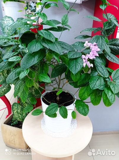 Клеродендрум томпсон в горшке 0.3 л