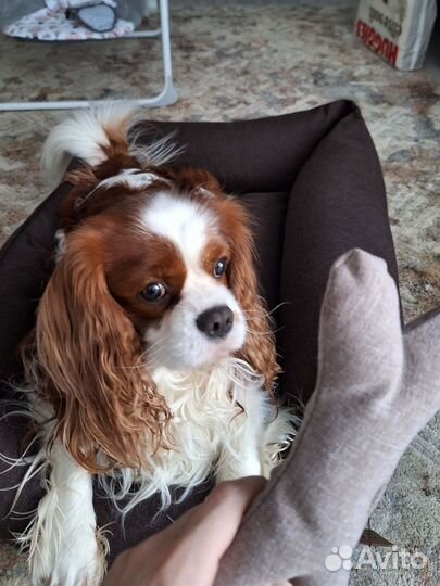 Вязка Кавалер Кинг Чарльз Спаниель