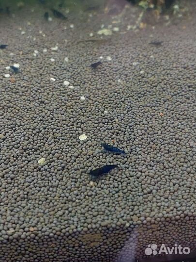 Аквариумные креветки блю дрим