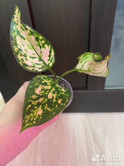 Аглаонемы разные