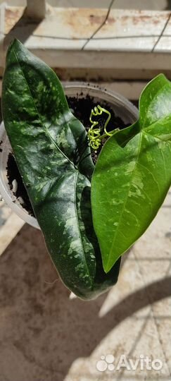 Пассифлора Летучая Мышь