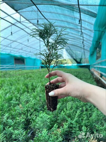 Туя, Туи Смарагд саженцы с доставкой