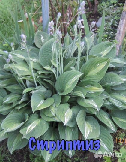 Хосты разных сортов и размеров, есть редкие сорта