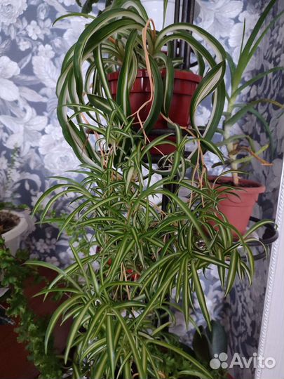 Продам цветы комнатные