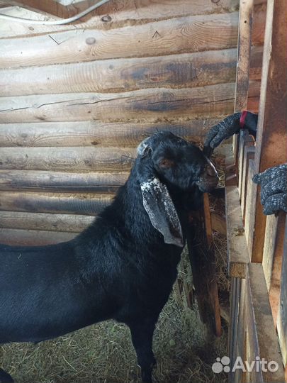 Нубийская порода козел вязка