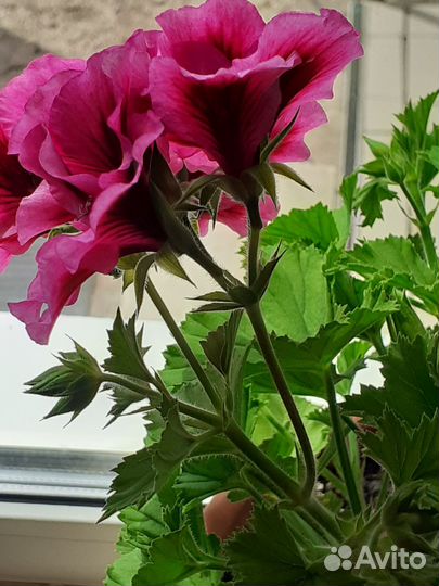 Пеларгония королевская
