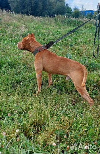 Крутой питбуль в добрые руки