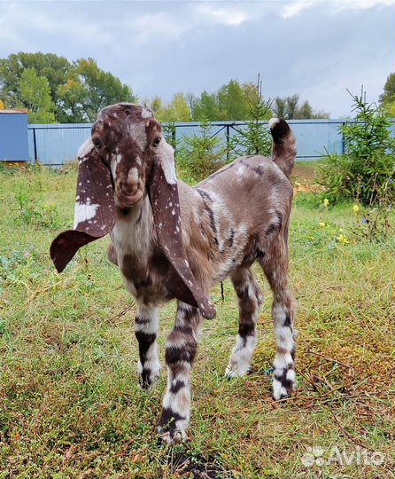 Козочки камори