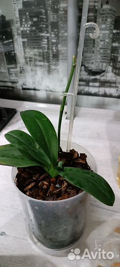 Продам Орхидеи