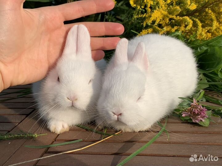 Белые крольчата гермелин
