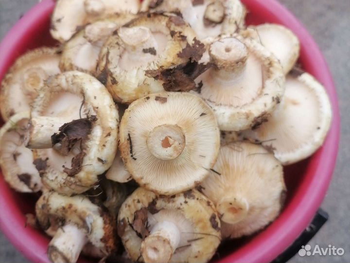 Грибы грузди свежие