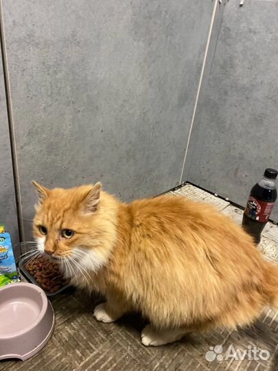 Бездомный котик в добрые руки