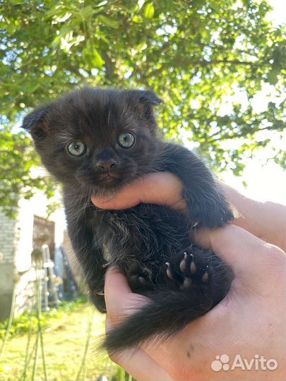 Шотландские вислоухие котята