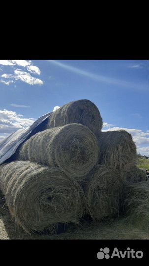 Сено в тюках