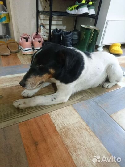 Фокстерьер