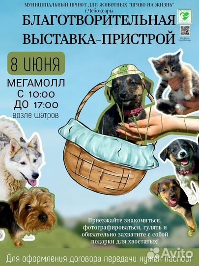 Котята в дар будут ждать :)